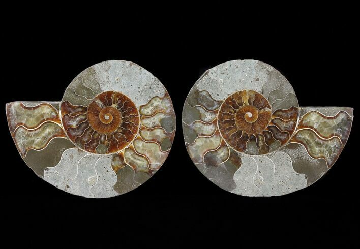 Cut & Polished Ammonite Fossil - Agatized #64930